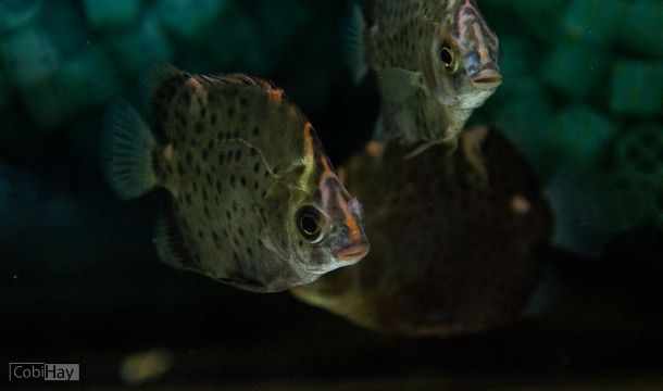 אקווריום מים מליחים