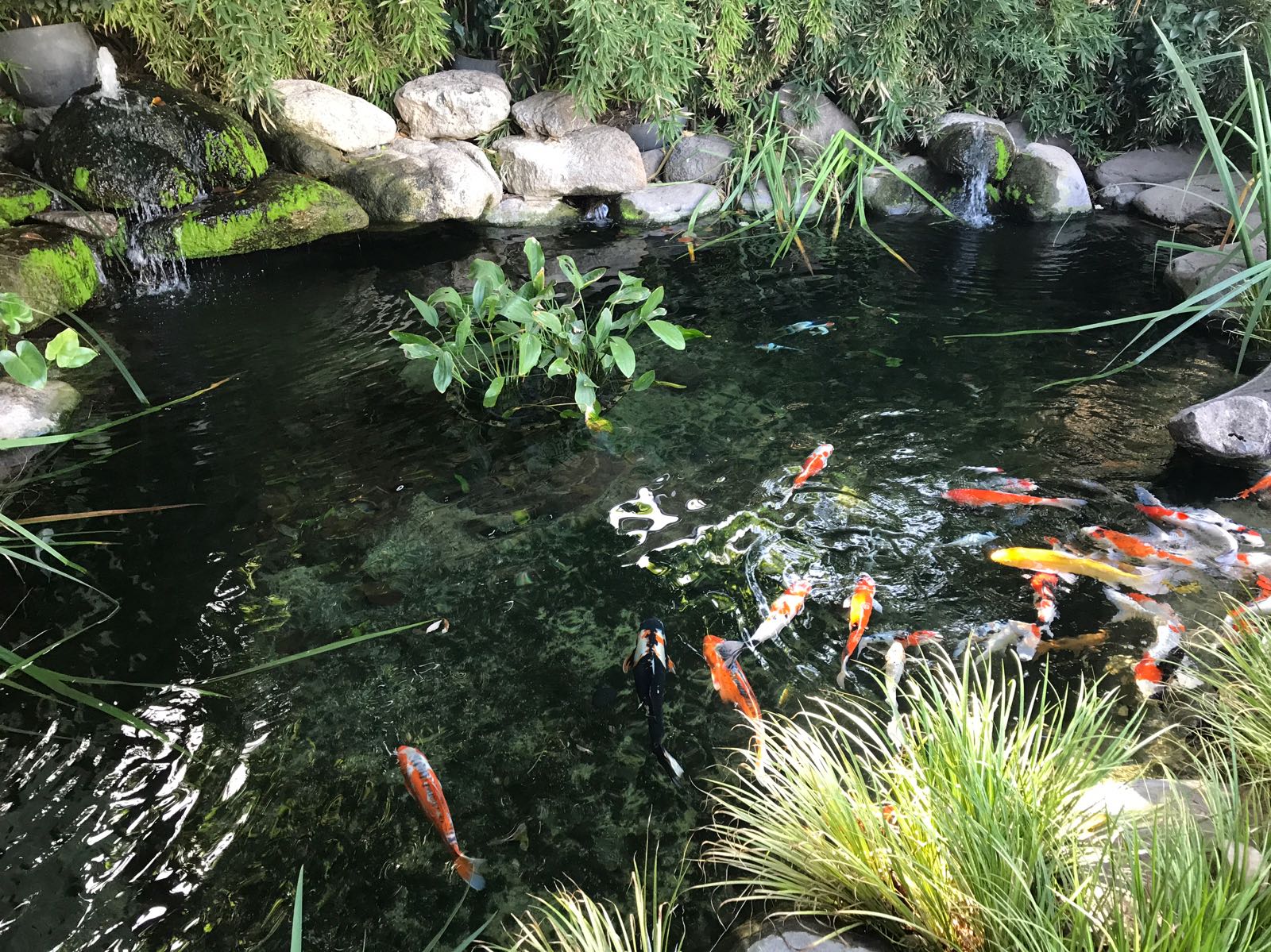 חלק מהבריכה, דגי קוי ומסלעה מאחור