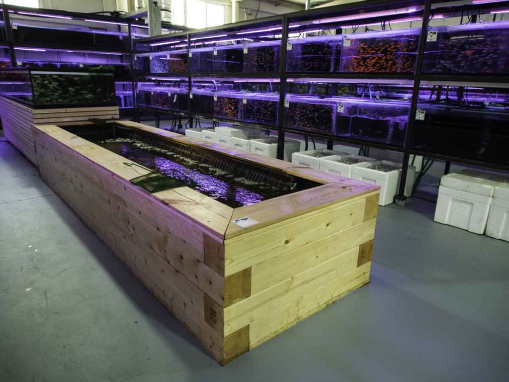 בריכת עץ במרכז ואקווריומים מאחור